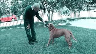 Pet Wellness Direct - VetSmart: How to Quickly Relieve Your Dog’s Arthritis & Joint Pain
