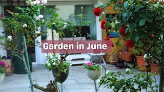 Walk with me in the garden | June 2024