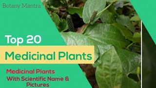 Top 20 Medicinal Plants,Scientific name of medicinal plants