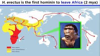 Homo erectus (Sensu Lato and Sensu Stricto)