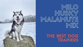 Best Husky Trainers in PA ||| 2 year old Husky/Malamute Mix, Milo