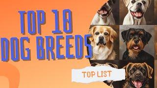 Top 10 Most Popular Dog Breeds in the US (2024) | Top 10 List