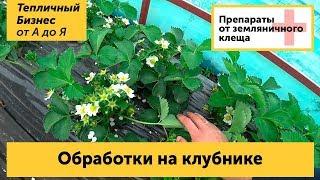 Обработки на клубнике весной. Чем и как бороться с клещом на землянике..