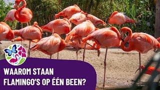 Waarom staan flamingo's op één been?