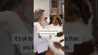 Cute Dog Shorts: Cute dog moments with owner. #saintbernad #pets #dogsofinstagram #dogsofyoutube