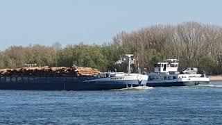 Schiff mit  Holzstämmen auf dem Rhein bei Rees flussabwärts 12.4.25