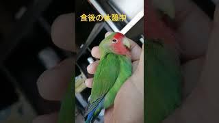 コザクラインコのふんちゃん、お昼寝中