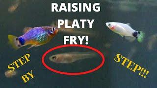 TIPS AND TRICKS TO RAISE YOUR PLATY FRY FROM NEWBORN! (Step by Step) **How to grow the FASTER**