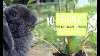 10 Lifehacks/Tipps für Kaninchen(-besitzer)