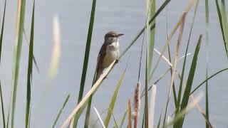 Carricero tordal - Great Reed Warbler (Acrocephalus arundinaceus)