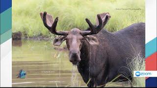 Minnesota's Moose Population