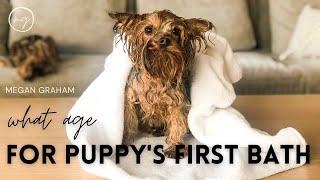 What Age For Puppy's First Bath? | Yorkie 101