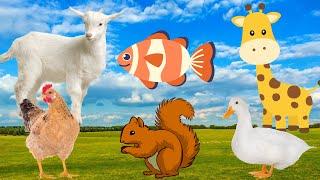 Cute little animals: chicken, squirrel, duck, giraffe, goat,...