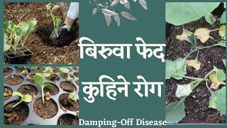 काउली/ ब्रोकाउली बेर्ना मार्ने समस्या || फेदबाट बेर्ना कुहिने समस्या || Damping-Off in Vegetables