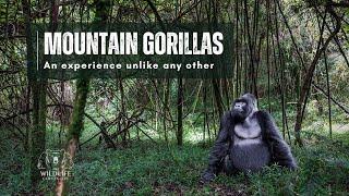 Mountain Gorillas