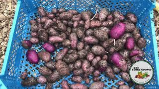Harvesting “Shetland Black” Potatoes