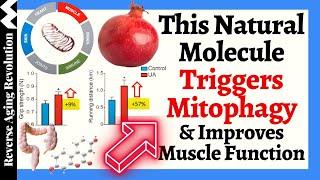 This Natural Molecule Removes Old and Generate New Healthy Mitochondria