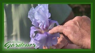 Five Worthy Iris | Volunteer Gardener