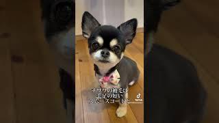 『チワワの取扱説明動画』警戒心とはなんぞや？！ #ここまる #チワワ #ペット #犬のいる暮らし #dog #多頭飼い #癒し