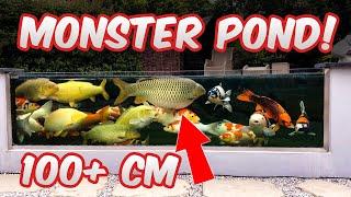 INSANE backyard Koi fish pond! 41.000 Liters