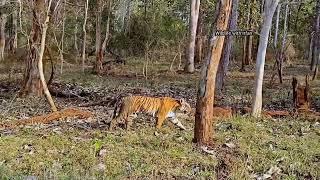 Huge Tiger walking with the safari Jeep l Kabini Safari I Nagarahole Tiger Reserve.