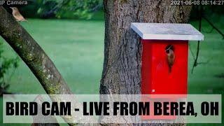 Berea Bird Cam