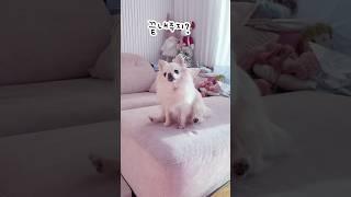 똥쌌다고 자랑하는 강아지 #장모치와와 #chihuahua #둥이