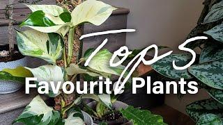 Top 5 Current Favourite Plants