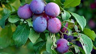 How To Grow, Care and Harvesting Plum Trees in Backyard - growing fruits