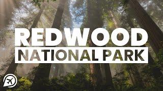 THINGS TO KNOW BEFORE YOU VISIT REDWOOD NATIONAL PARK