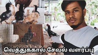 seval update  | vethukkal seval valarpu | home breed (@selvarocky )