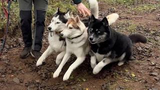 Husky Olive Goes Crazy After Finding Herself Off Leash In the Forest