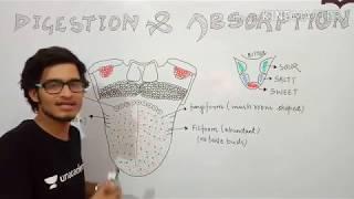 Extra edge lecture: Human tongue and type of papillae/ taste areas.