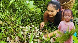 Termite mushrooms: nutritious dish, a specialty of Vietnam's mountains and forests.