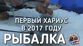 ПЕРВЫЙ ХАРИУС В ЭТОМ ГОДУ / РЫБАЛКА НА ПЕЧОРЕ