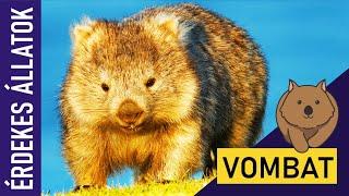 VOMBAT | Állatok gyerekeknek | Ismeretterjesztő | Természetfilm | Magyar szókincs bővítése