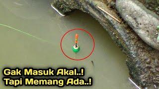 Seperti Keajaiban..! Gorong2 Kecil Di Huni Puluhan Ikan Babon.. Auto Panen.!