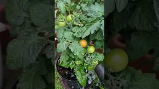 Dilig Time sa ating Veggies️ #filipina #farmer #belgium #weather #tomato #chili #eggplant #zucchini