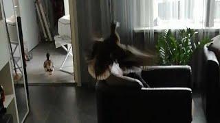 Crazy Duck destroys the whole house. WTF happened here.