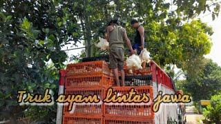 Beginilah proses pemuatan ayam broiler jalur EXSTRIME