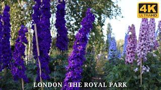 VARIOUS PRETTY FLOWERS IN REGENT'S PARK LONDON 4K UHD