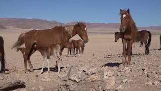 Namib Desert Horses