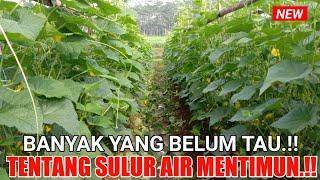 Wajar Buahnya Tidak Lebat.!! Wajib Tau Kesalahan Petani Mentimun Sa'at Pruning.!