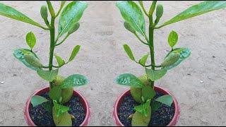 Bud Crafting Jackfruit Tree With Aloe Vera Growing Fast Not Everyone Know