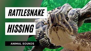 The Animal Sounds: Rattlesnake Hissing Sound / Sound Effect / Animation