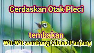 B1K1N C3P4T N3MB4K-N3MB4K P4NJ4NG, Terapi Pleci Nembak