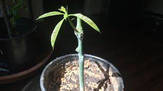 Growing Mango from Cuttings AGAIN!