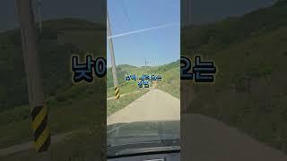 차박 명소 평창 육백마지기 도로 차량 주행 영상 초보는 가급적 가지 말아야 하는곳 #육백마지기#평창육백마지기 #육백마지기차박
