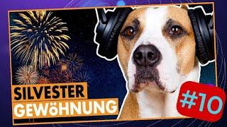 Hund entspannt zu Silvester ohne Stress #10