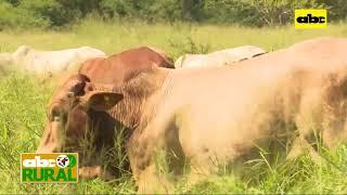 ABC Rural: Pastoreo intensivo con 350 animales en 2,5 hectáreas